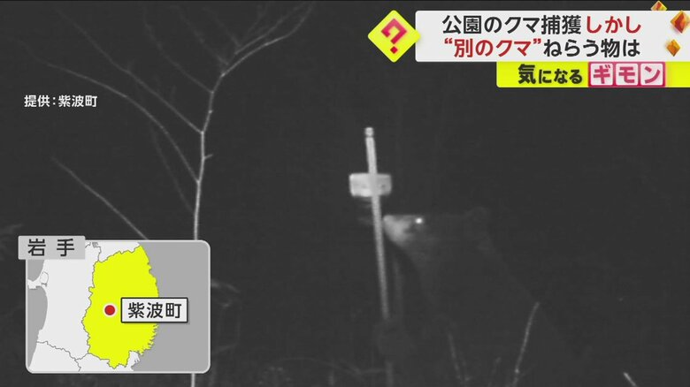 岩手県で撮影されたクマの様子②