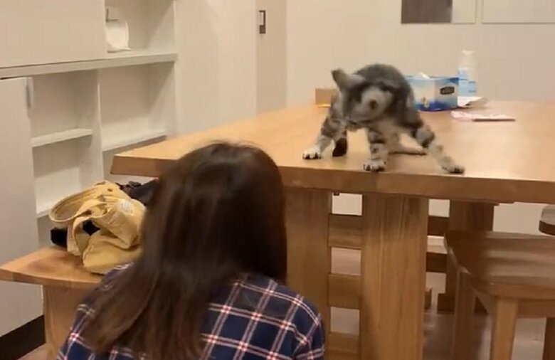 わちゃわちゃしているあんこくん