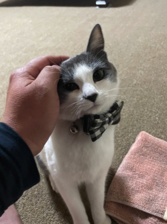 柚ちゃん（提供：連呼 cubnushi all-starさん）