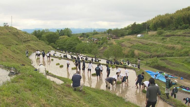 棚田保全のための体験事業