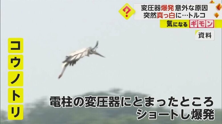 コウノトリが変圧器に止まったところ、ショートしたとみられる