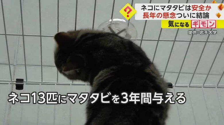 岩手大学などの研究チームは、ネコ13匹に、マタタビを3年間与え続けた