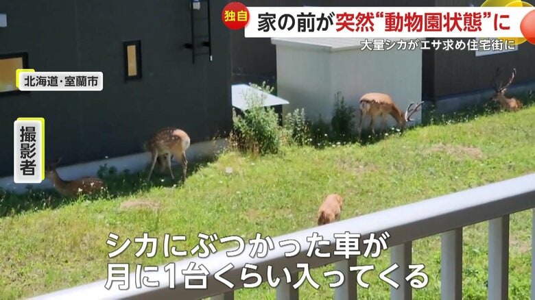 シカとの衝突事故が増えていると話す撮影者（しき☺︎（@32490224forget_））