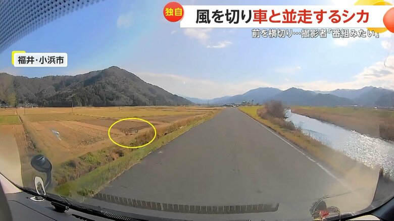 田園地帯を走るシカが道路の近づき、車の前を横切る一部始終（1）