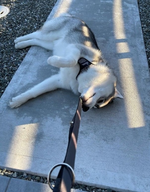 お散歩から帰りたくないもんちゃん