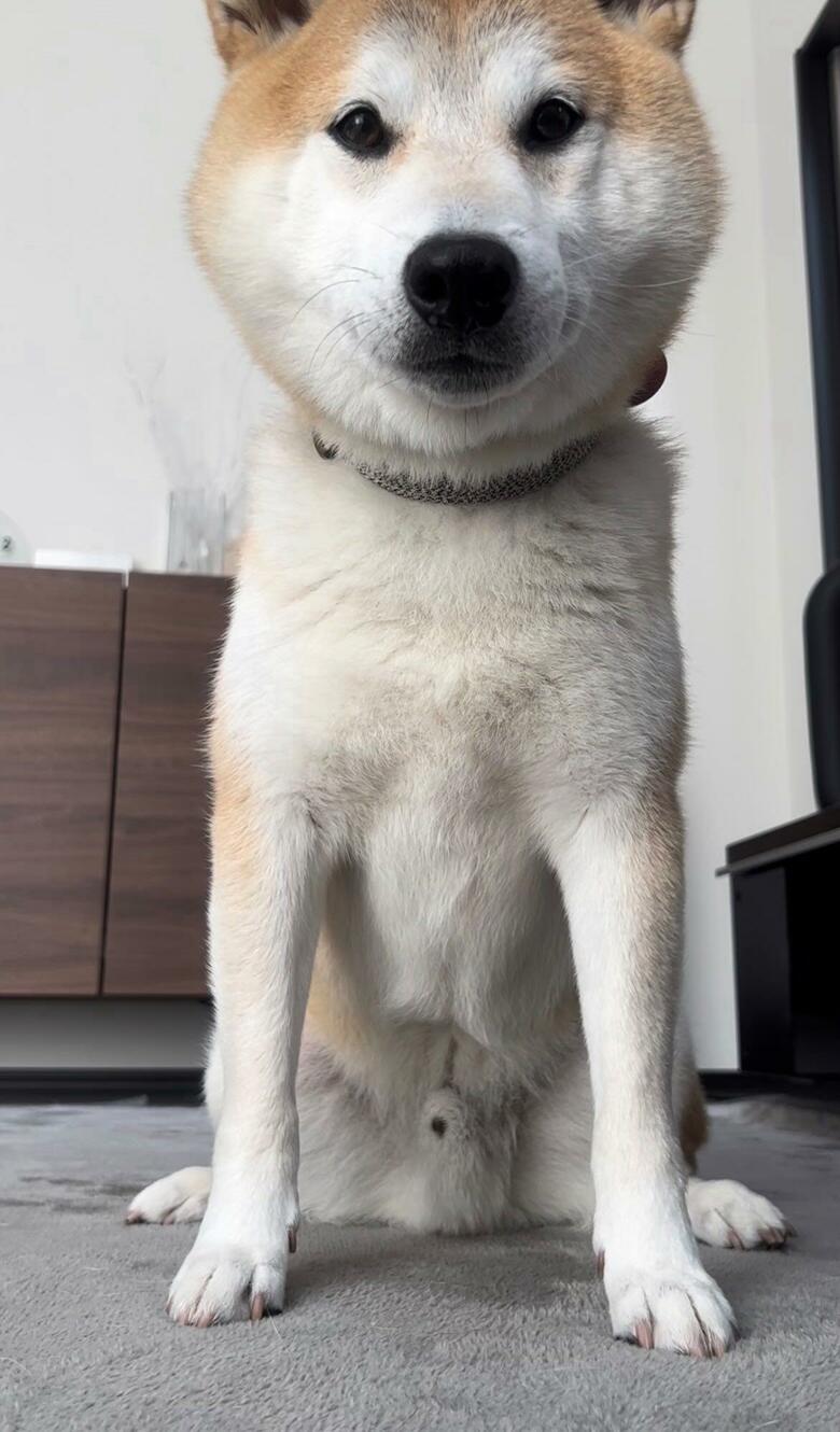 提供：柴犬 sasuke_紗助さん