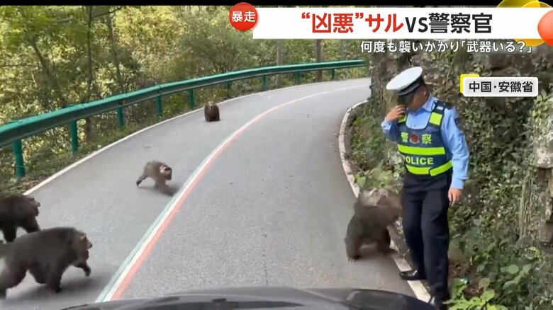 道路を占拠したサルの群れが警察官に襲い掛かる一部始終⑥