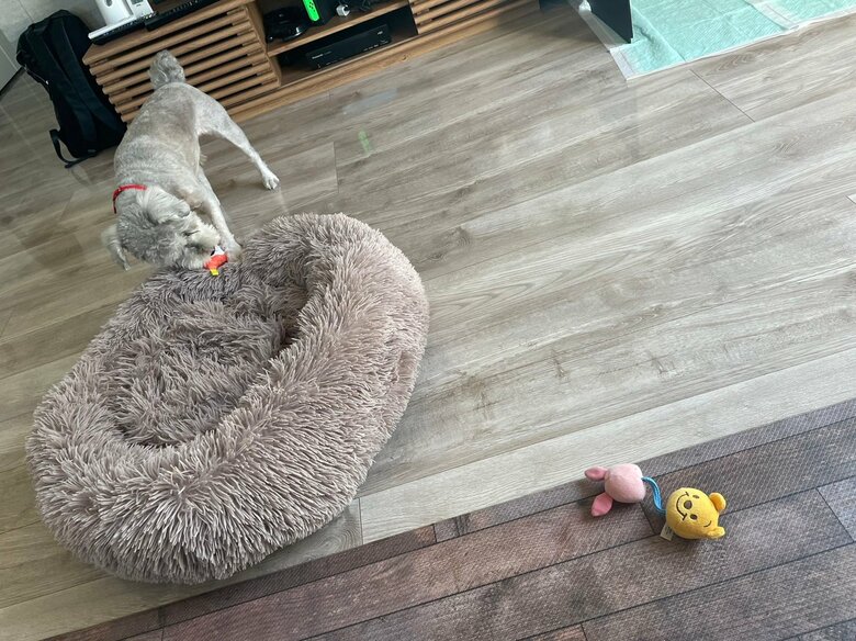 ぬいぐるみで遊ぶ