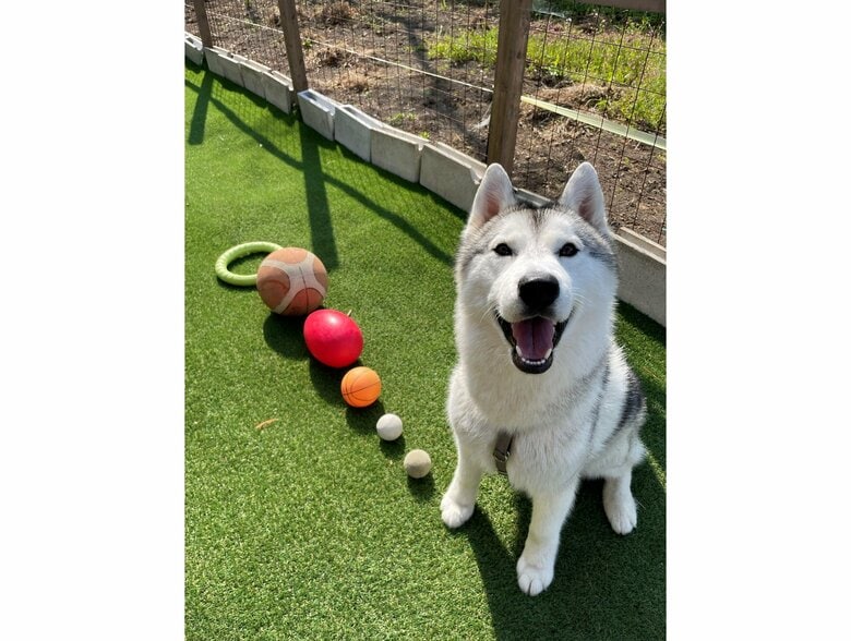 提供：スカイさん