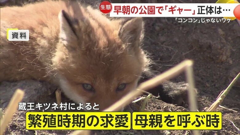 じつは“コンコン”とほとんど鳴かないキツネ