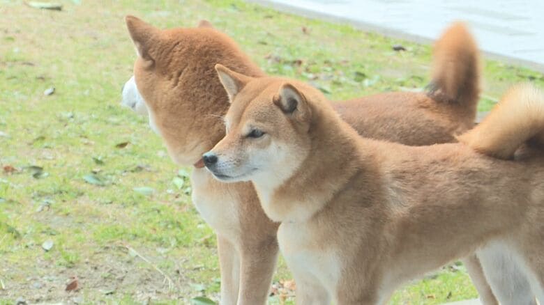 益田が「発祥の地」とされる柴犬