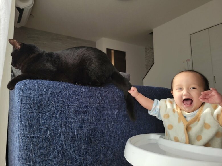 提供：仔猫を拾ったので