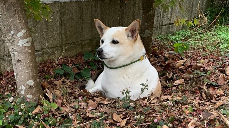 地面から生えているように見える