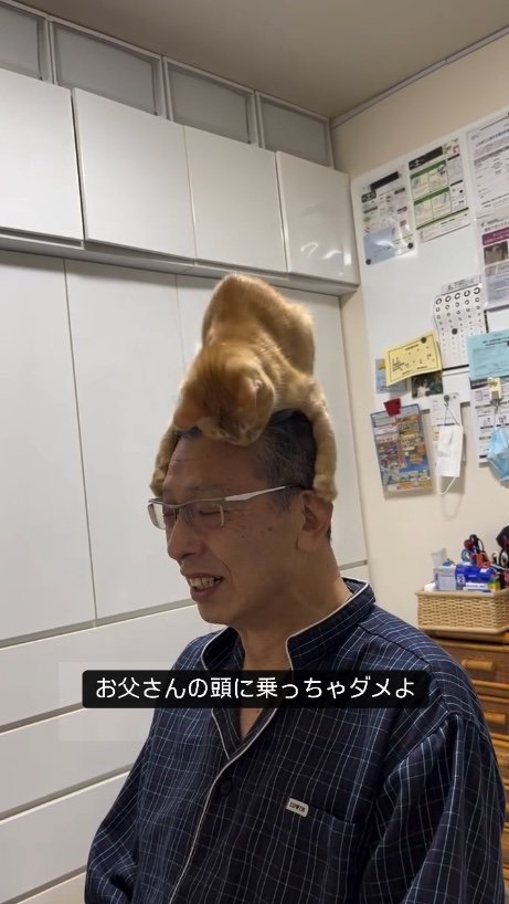 提供：cohakuさん