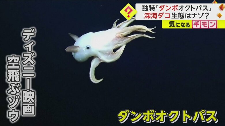 (Ocean Exploration Trust/NOAA)
