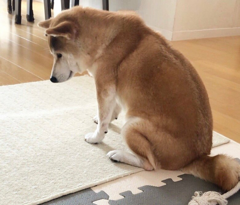 家族が忙しくて遊んでくれないとき。態度が分かりやすい