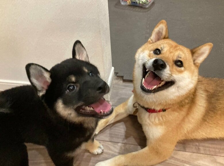 提供：小梅と小夏さん