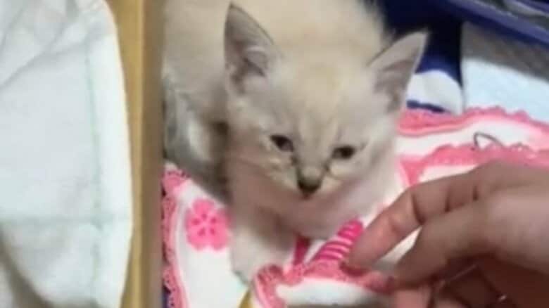 保護直後の様子