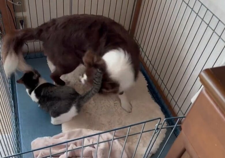 プロレスをして遊ぶ2匹（提供：ゆに＆メッシさん）