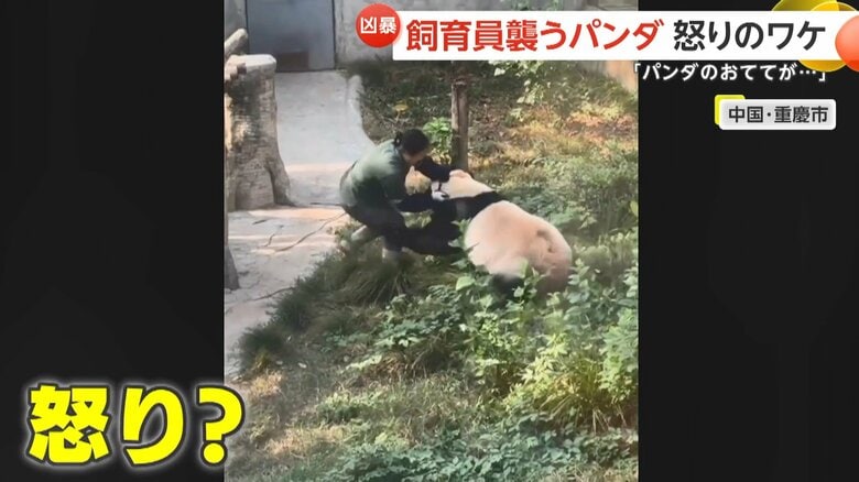 飼育員に襲いかかるパンダ