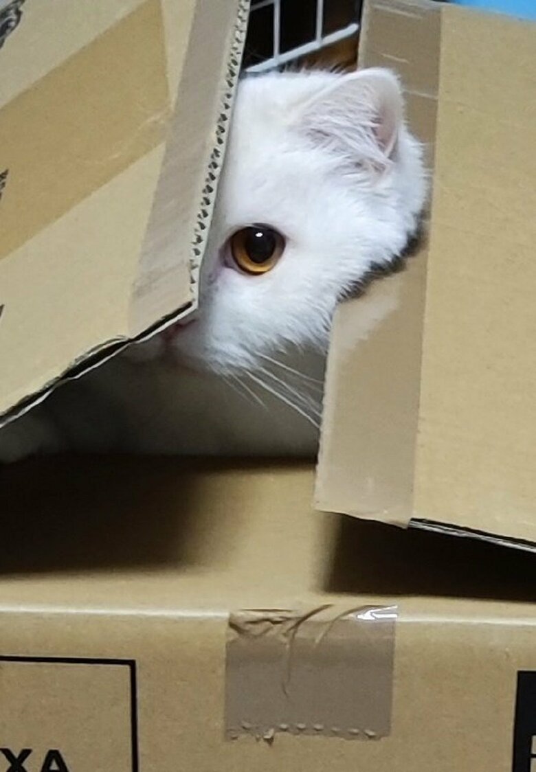 隙間からジーッと見つめてきている