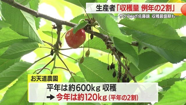 画像を見ても、実が育っていないことが顕著にわかる