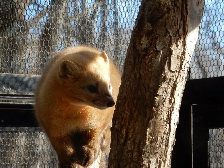 外を眺めている？（提供：釧路市動物園）