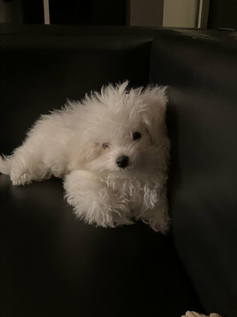 提供：白く、柔らかな犬さん