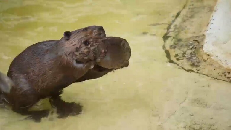 画像提供：甲府市遊亀公園附属動物園