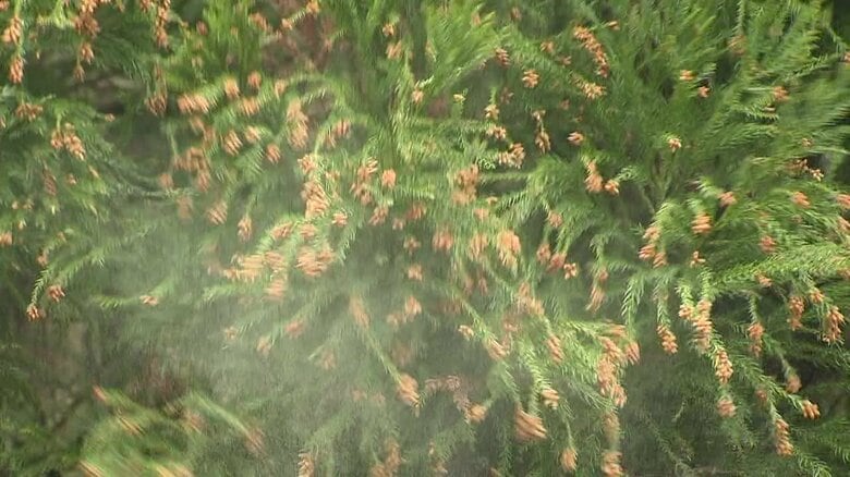 飛散するスギ花粉