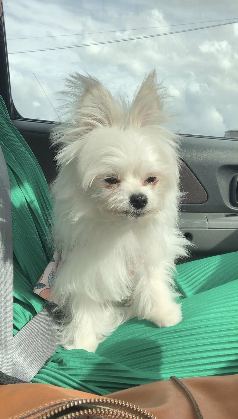 初めての車で緊張（提供：かわいーぬさん）