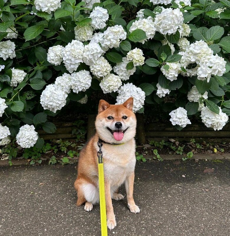 提供：Nerushibaさん