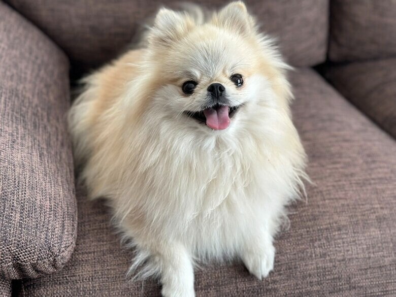 クララちゃん（提供：愉快な3姉妹ポメラニアンさん）