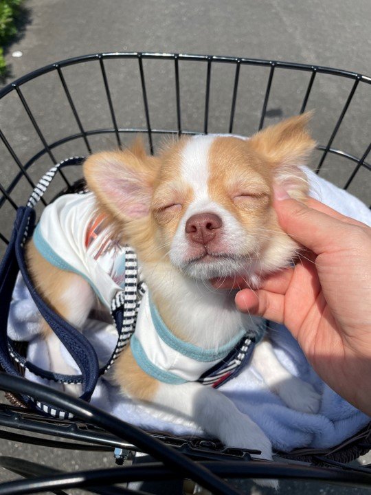 提供：ふくのすけさん