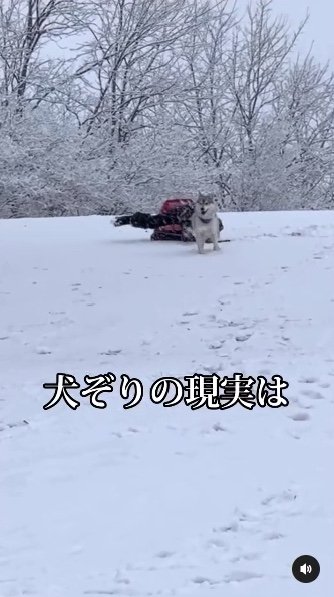 提供：ハスキーいちみちゃんと田舎暮らしさん