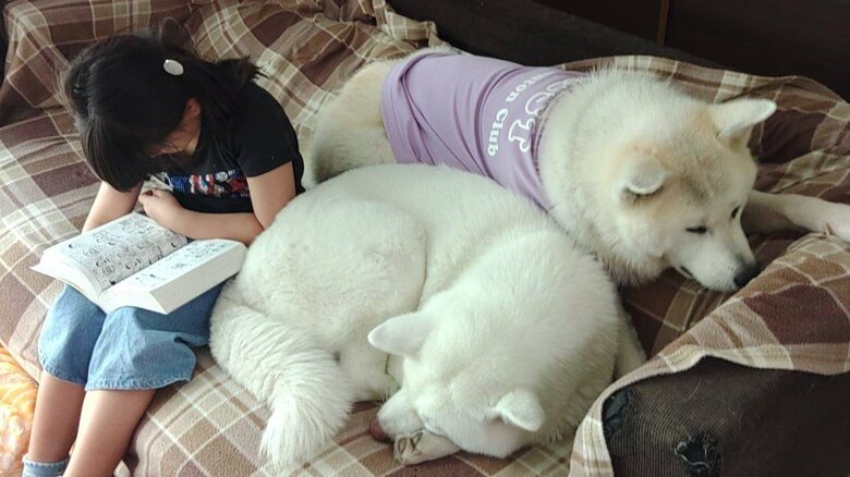 次女さんとワンちゃんたち。ソファーは人気スポットだ