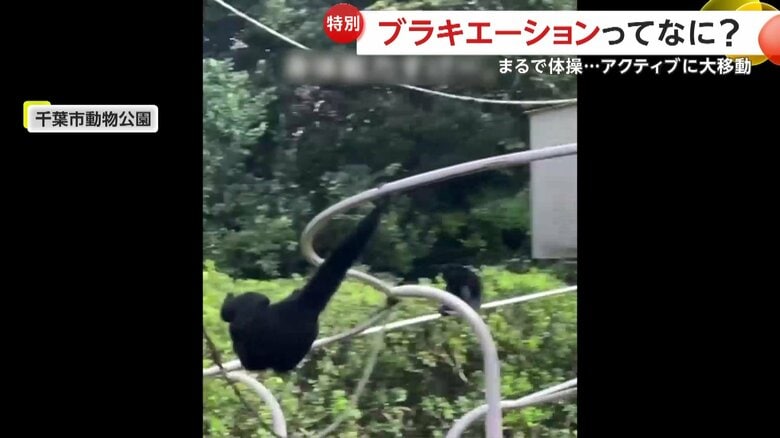 長い腕を使って、次から次へと予測不能な動きで飛び移っていくハートちゃん