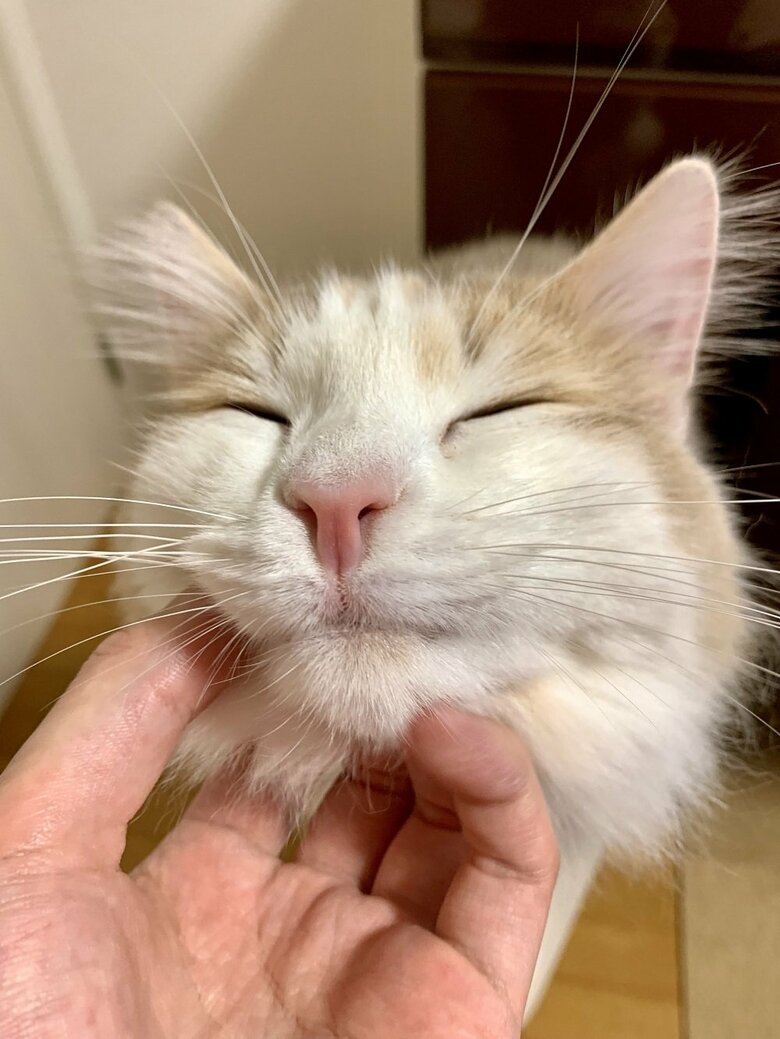 アゴをこしょこしょされて気持ちよさそう