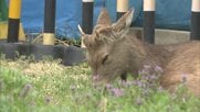 県知事「奈良公園から出た鹿は野生動物」　大阪府警の施設内にとどまるシカはリラックスモードも大阪市に“捕獲”要請