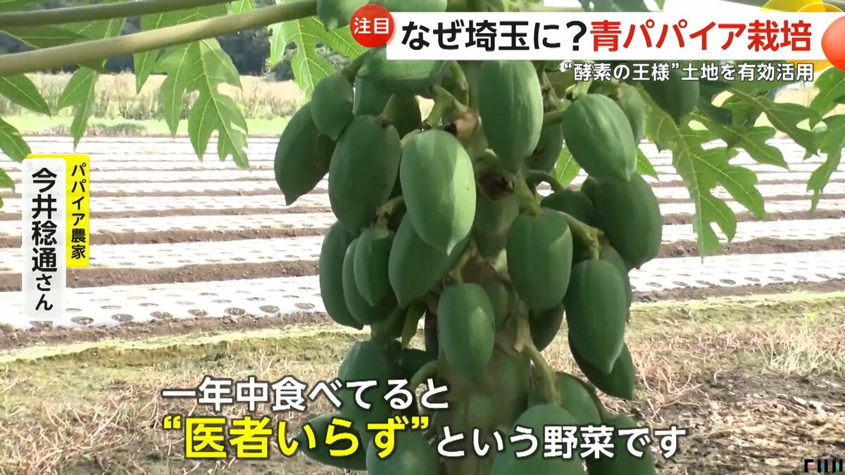 なぜ南国フルーツ「青パパイヤ」が埼玉の畑に？「手間もかからず、医者