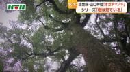 災難乗り越え愛されてきたご神木　佐世保・山口神社の「オガタマノキ」