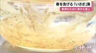 春の味覚「イサザ」漁が最盛期　透き通る体のシロウオが川を遡上　名物“おどり食い”やいさざ丼も人気　京都・舞鶴市