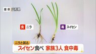 スイセン食べ腹痛・嘔吐…家族3人が食中毒　ニラと間違いみそ汁に　山形・東置賜郡
