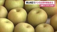 早くも秋の味覚を出荷　福島・郡山市の特産品『梨』　甘さもみずみずしさも十分　10月にかけ様々な品種