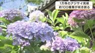 「丹波のあじさい寺」が華やぐ　観音寺で100種類・1万株のアジサイ見ごろ　青やピンクの花が境内を彩る　京都・福知山市