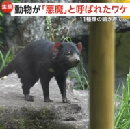 【タスマニアデビル】可愛い小動物でも「悪魔」と呼ばれる理由……