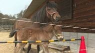 すくすく成長中！木曽馬の赤ちゃんが元気に駆け回る　長野・木曽町