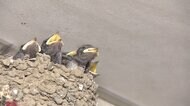 ツバメ まさかの場所に巣 偶然...「つばめ交通」車庫