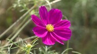 道の駅でコスモスの花が約1500万本…秋風に吹かれる風景を満喫 10月中旬まで見頃【岡山・笠岡市】
