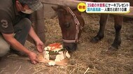 国内最高齢『39歳の木曽馬』 敬老のお祝いで特製ケーキプレゼント 「頑張って40歳目指して」